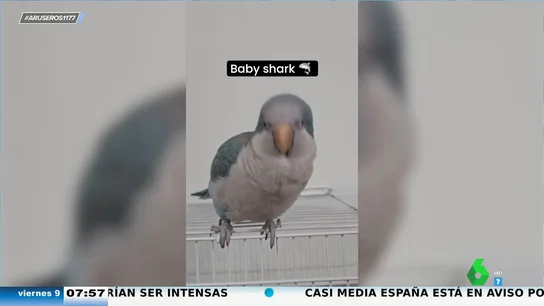 Un lorito canta 'Baby Shark' en bucle: "Me gustaría saber cuántos bebés hay en esta casa" Un lorito canta 'Baby Shark' en bucle: "Me gustaría saber cuántos bebés hay en esta casa"