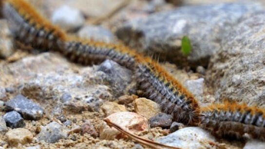 Ejemplar de procesionaria del pino (Thaumetopoea pityocampa).