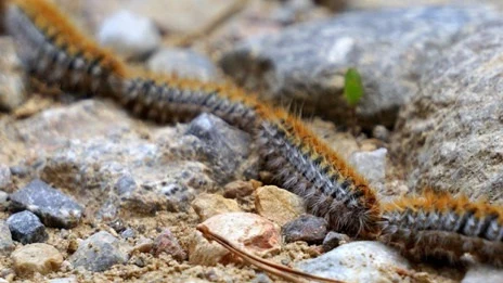 Ejemplar de procesionaria del pino (Thaumetopoea pityocampa).