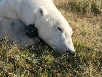 oso polar con cámara y GPS de seguimiento