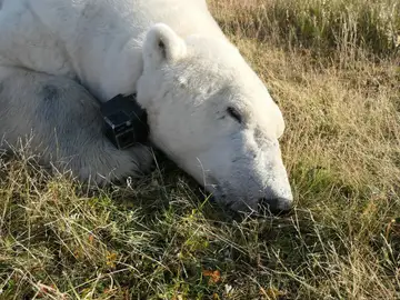 oso polar con cámara y GPS de seguimiento oso polar con cámara y GPS de seguimiento