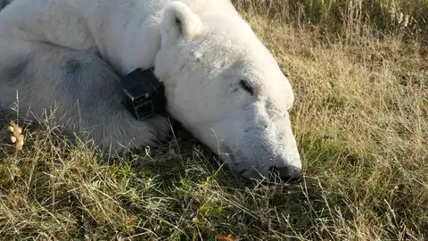 oso polar con cámara y GPS de seguimiento oso polar con cámara y GPS de seguimiento