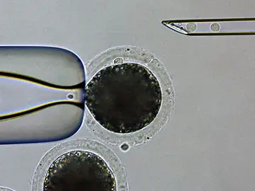 Científicos japoneses crean por primera vez cerdos para trasplantes a humanos Científicos japoneses crean por primera vez cerdos para trasplantes a humanos