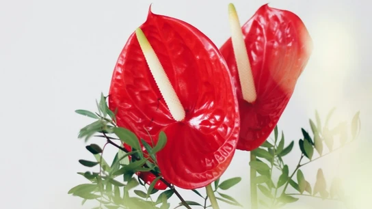 Ramo de la flor de moda, el anthurium. Ramo de la flor de moda, el anthurium.