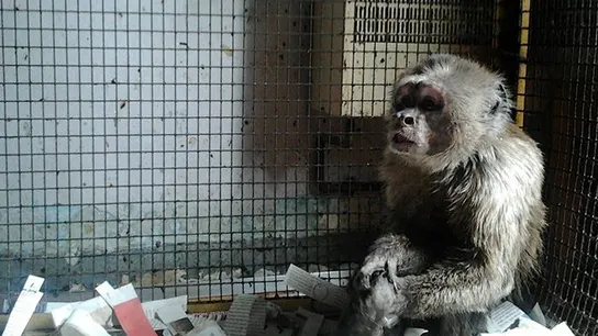 Animalistas rescatan a un mono capuchino que vivía enjaulado en un piso de Barcelona Animalistas rescatan a un mono capuchino que vivía enjaulado en un piso de Barcelona