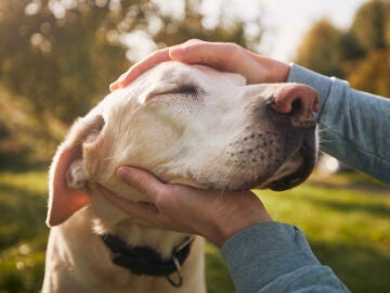 Un perro junto a su dueño