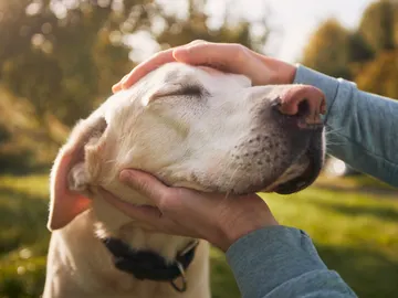 Un perro junto a su dueño Un perro junto a su dueño