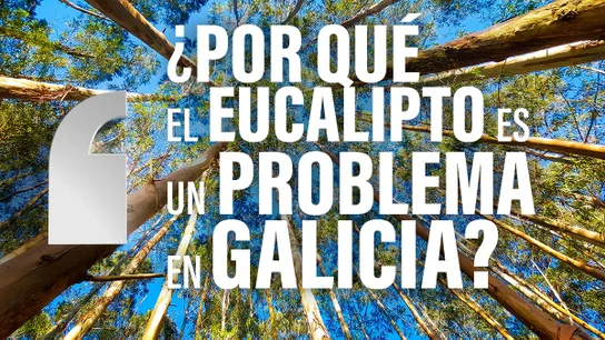 Eucalipto Eucalipto