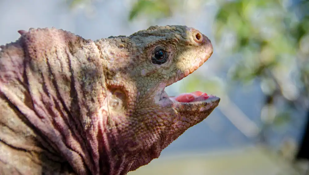 Ejemplar de iguana rosada de Galápagos