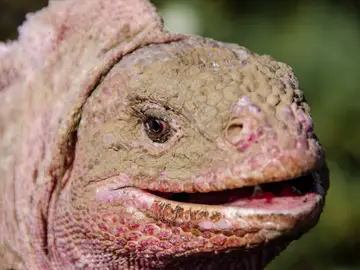 Descubren un nuevo herpes en la iguana rosada de Galápagos, una especie en peligro crítico Descubren un nuevo herpes en la iguana rosada de Galápagos, una especie en peligro crítico