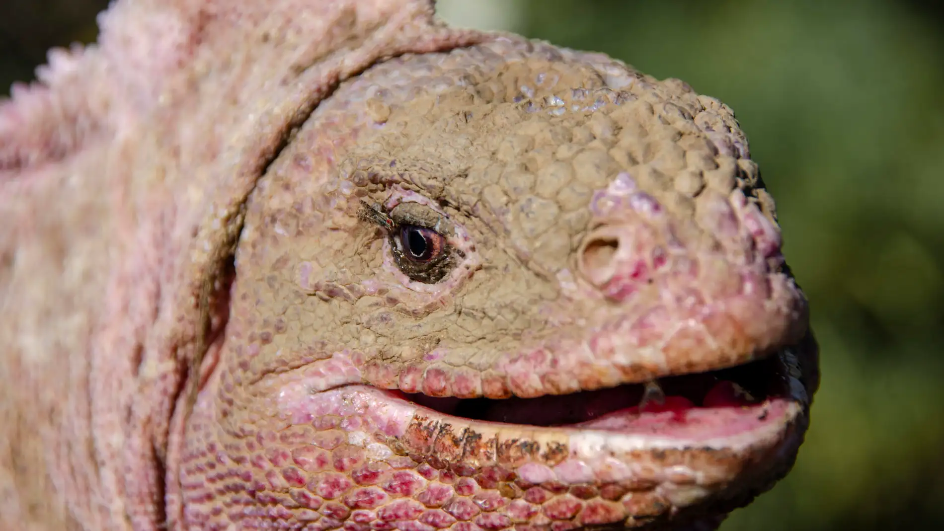 Descubren un nuevo herpes en la iguana rosada de Galápagos, una especie en peligro crítico