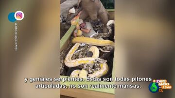 Así promociona un hombre su negocio de venta de anfibios y reptiles: rodeado por serpientes de más de 10 metros