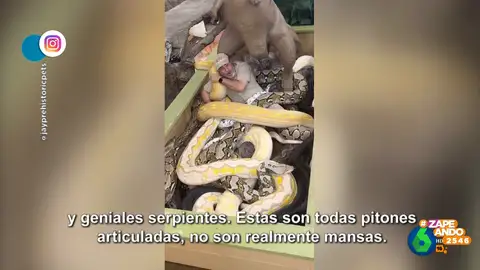 Así promociona un hombre su negocio de venta de anfibios y reptiles: rodeado por serpientes de más de 10 metros
