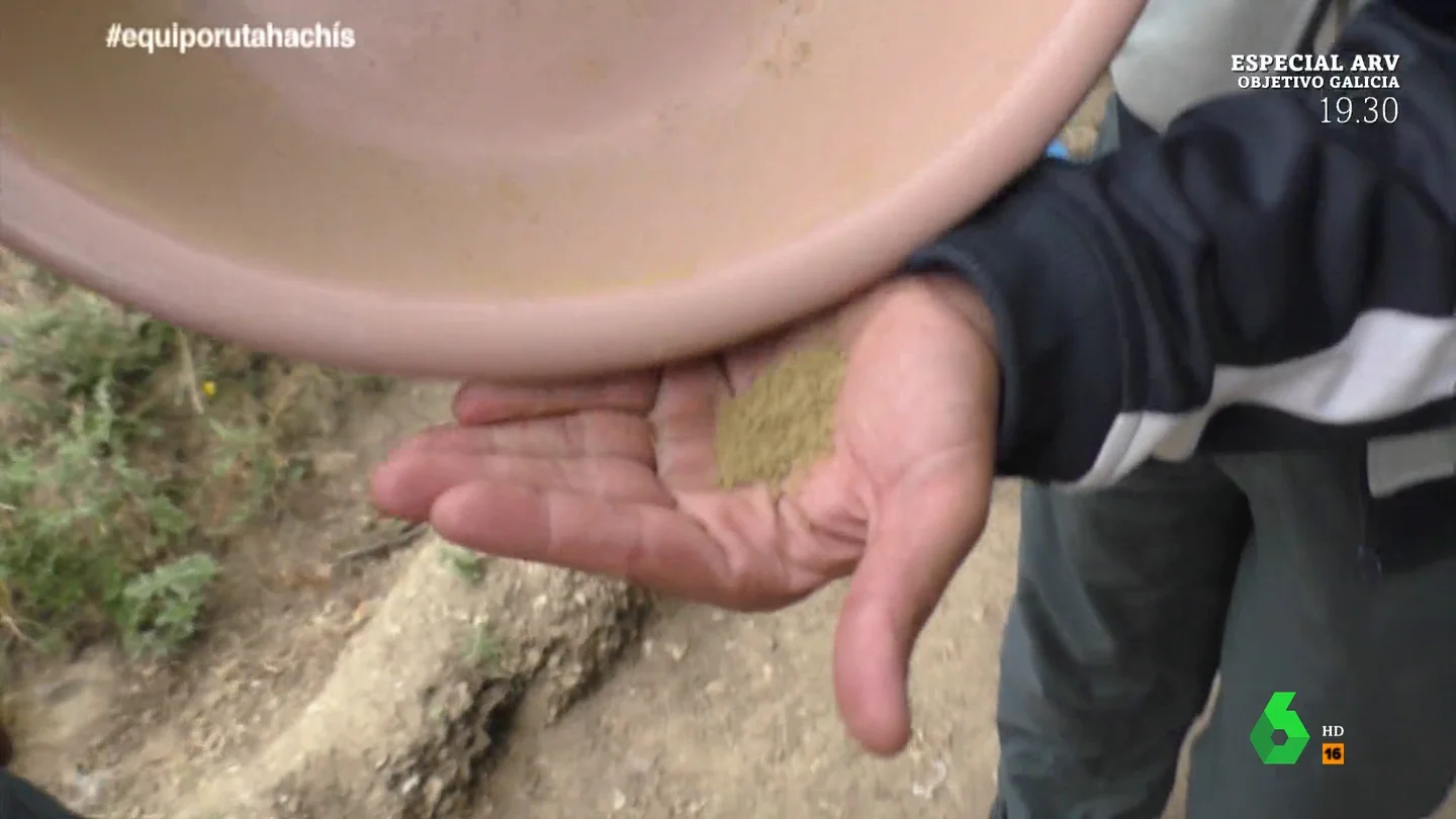 Un cultivador de hachís enseña su plantación a Equipo de Investigación: "Hay hasta de cuarta calidad" Un cultivador de hachís enseña su plantación a Equipo de Investigación: "Hay hasta de cuarta calidad"