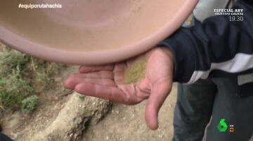  Un cultivador de hachís enseña su plantación a Equipo de Investigación: "Hay hasta de cuarta calidad"