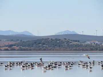 Gaviotas sombrías en la Laguna de Fuente de Piedra en Málaga Gaviotas sombrías en la Laguna de Fuente de Piedra en Málaga