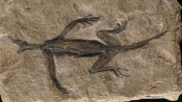 Descubren que el fósil más antiguo de los Alpes era una falsificación