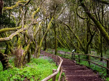 Parque Nacional de Garajonay, en La Gomera Parque Nacional de Garajonay, en La Gomera