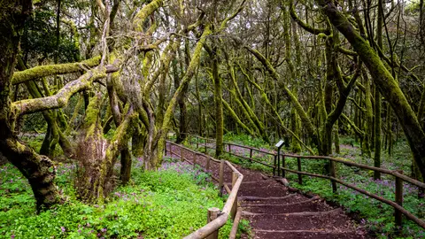 Parque Nacional de Garajonay, en La Gomera Parque Nacional de Garajonay, en La Gomera