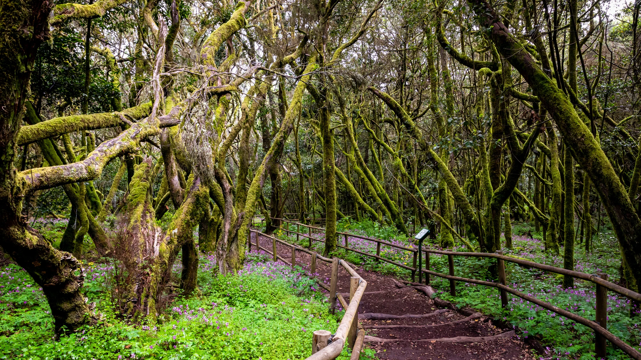 Parque Nacional de Garajonay, en La Gomera Parque Nacional de Garajonay, en La Gomera