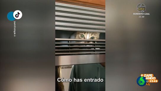 As&iacute; termin&oacute; la travesura de una gata que decidi&oacute; 'colarse' detr&aacute;s del microondas