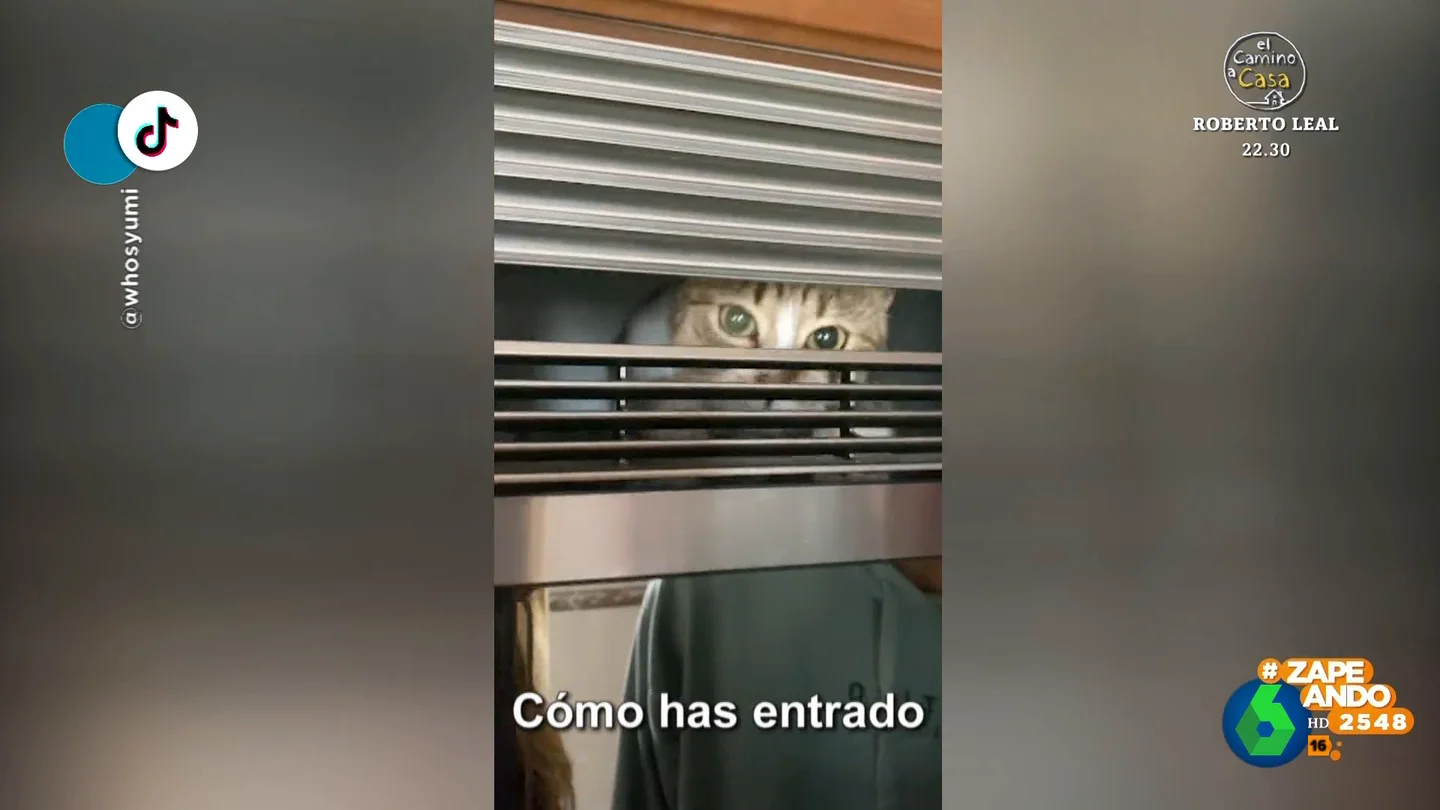 Así terminó la travesura de una gata que decidió 'colarse' detrás del microondas Así terminó la travesura de una gata que decidió 'colarse' detrás del microondas
