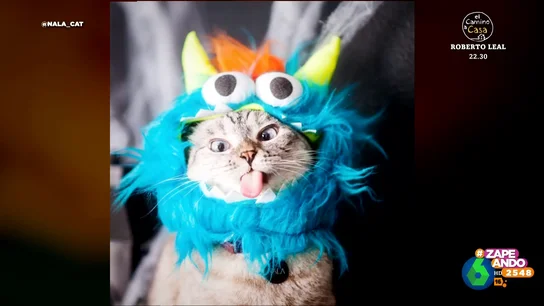 Conoce a Nala, una gatita de récord: es la minina más rica del mundo Conoce a Nala, una gatita de récord: es la minina más rica del mundo