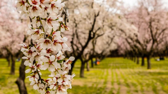 Almendros en flor de La Quinta de los Molinos en Madrid Almendros en flor de La Quinta de los Molinos en Madrid