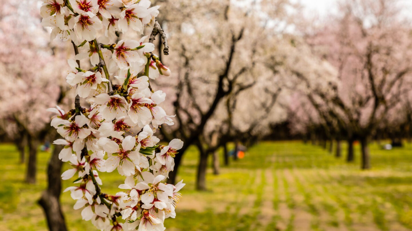 Almendros en flor de La Quinta de los Molinos en Madrid