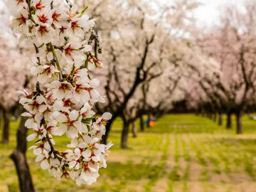 Almendros en flor de La Quinta de los Molinos en Madrid Almendros en flor de La Quinta de los Molinos en Madrid