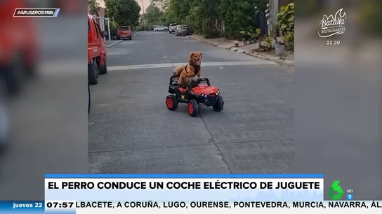 Perro disfrazado de tigre conduce un coche Perro disfrazado de tigre conduce un coche