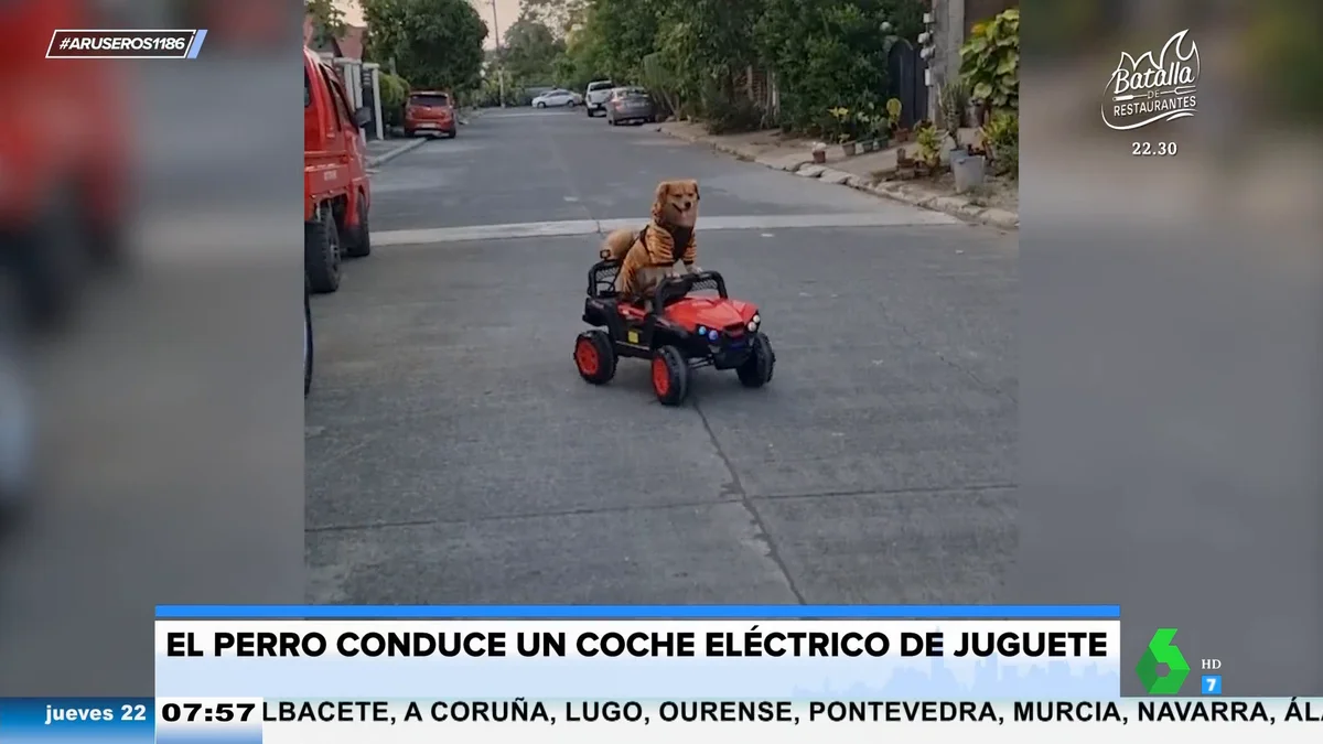 Dos perros conduciendo un coche rojo.