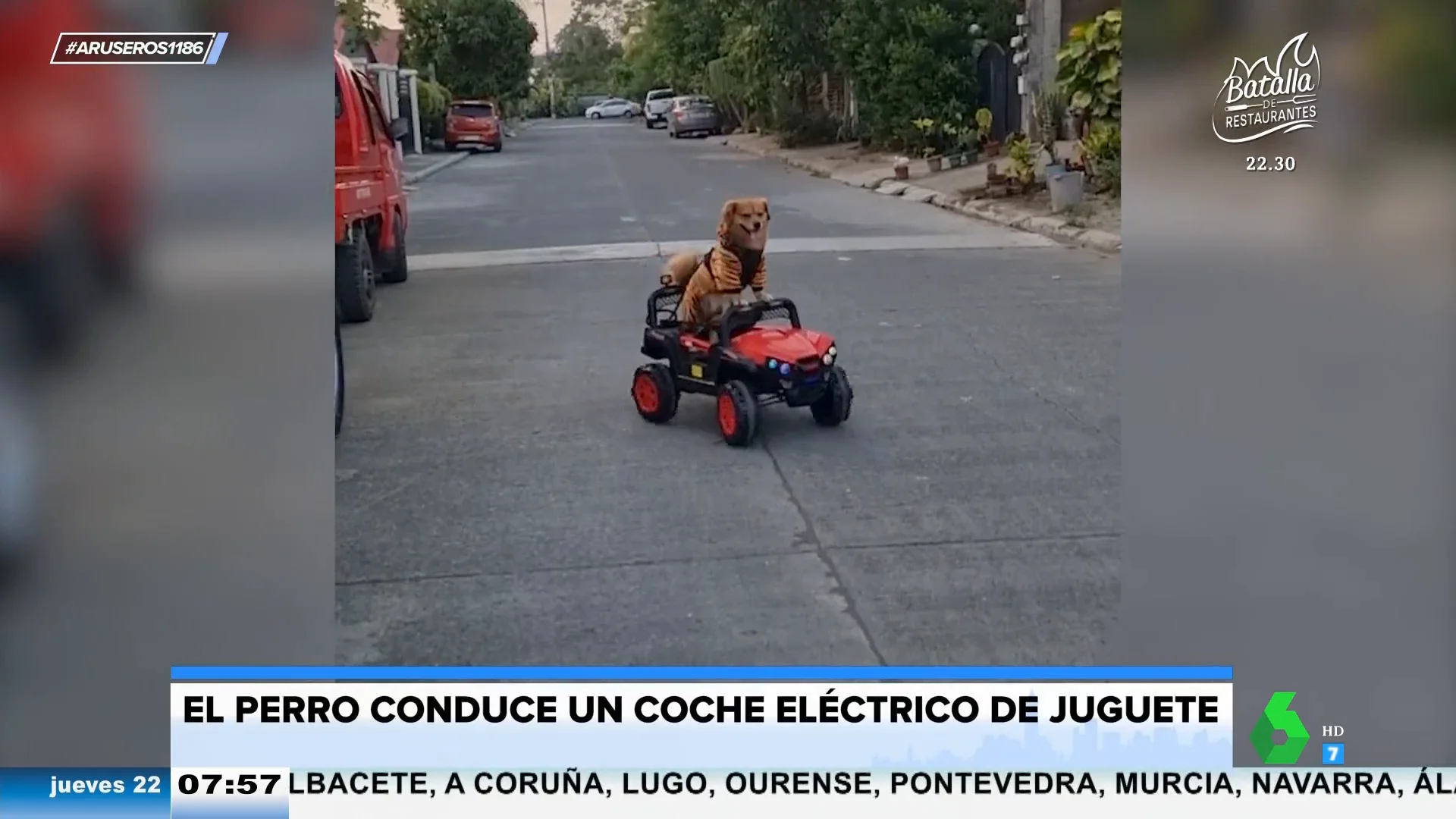 Perro disfrazado de tigre conduce un coche