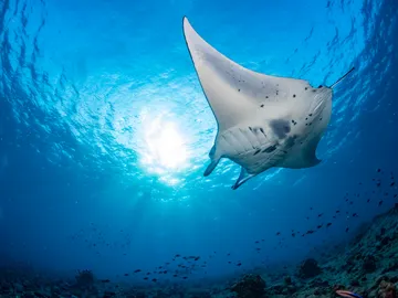 Mantarraya Mantarraya
