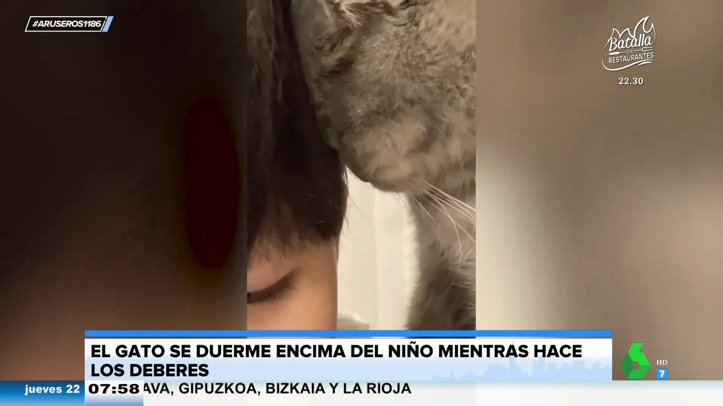 El adorable vídeo de un gato que se duerme con la cabeza apoyada en un niño que hace los deberes El adorable vídeo de un gato que se duerme con la cabeza apoyada en un niño que hace los deberes