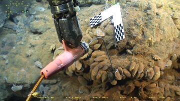 Revelada la capacidad de adaptacion de la fauna hidrotermal de aguas profundas