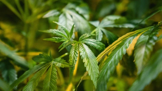 Alemania legaliza la posesión y el consumo del cannabis: hasta 50 gramos en casa y 25 gramos en la calle Alemania legaliza la posesión y el consumo del cannabis: hasta 50 gramos en casa y 25 gramos en la calle