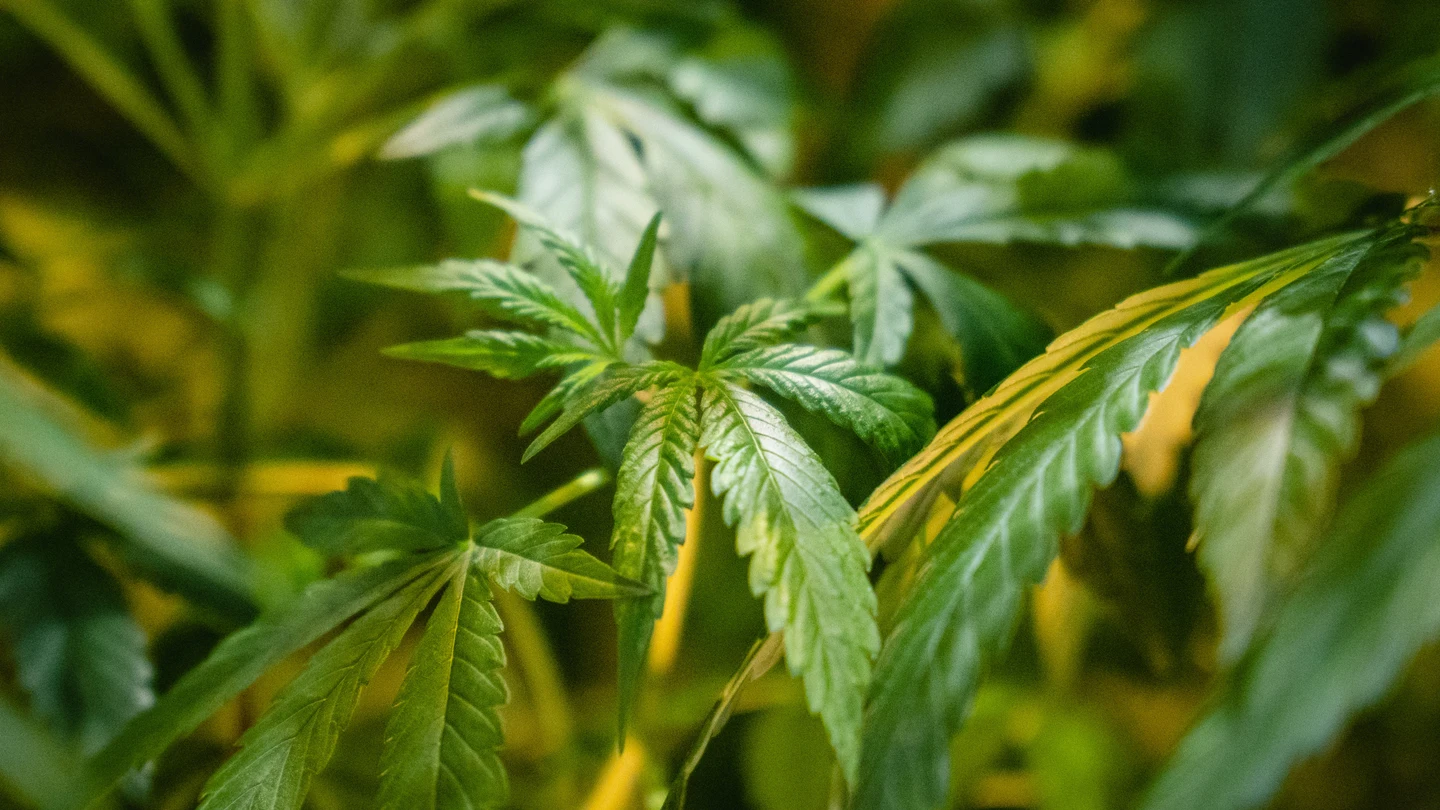 Alemania legaliza la posesión y el consumo del cannabis: hasta 50 gramos en casa y 25 gramos en la calle Alemania legaliza la posesión y el consumo del cannabis: hasta 50 gramos en casa y 25 gramos en la calle