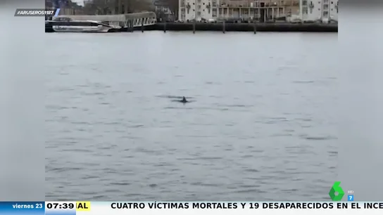 Avistan varios delfines en el río Támesis Avistan varios delfines en el río Támesis