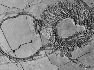 Imagen del Dinocephalosaurus orientalis Imagen del Dinocephalosaurus orientalis