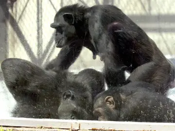 Chimpancés Chimpancés