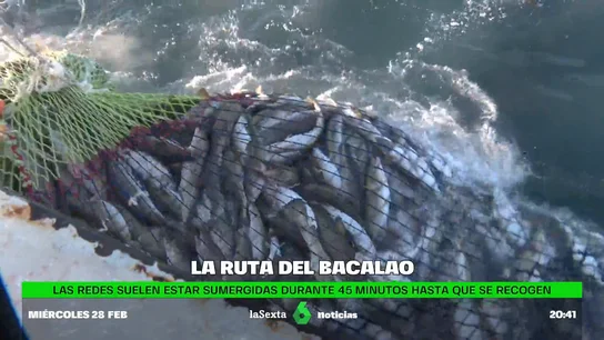 La historia del Skrei, el 'rey' de los bacalaos: la dureza de conseguir un bocado tan exquisito y efímero La historia del Skrei, el 'rey' de los bacalaos: la dureza de conseguir un bocado tan exquisito y efímero