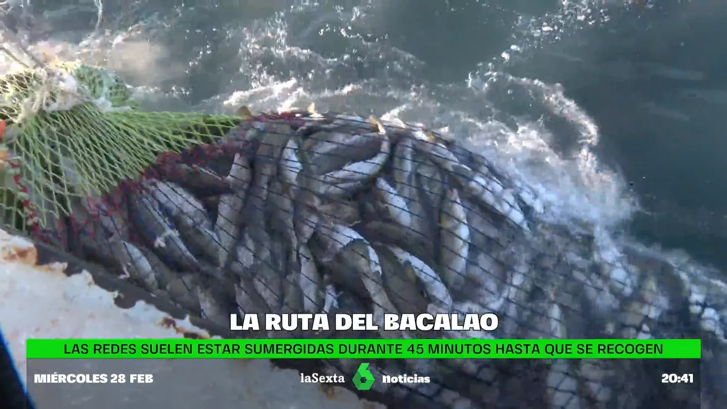 La historia del Skrei, el 'rey' de los bacalaos: la dureza de conseguir un bocado tan exquisito y efímero La historia del Skrei, el 'rey' de los bacalaos: la dureza de conseguir un bocado tan exquisito y efímero