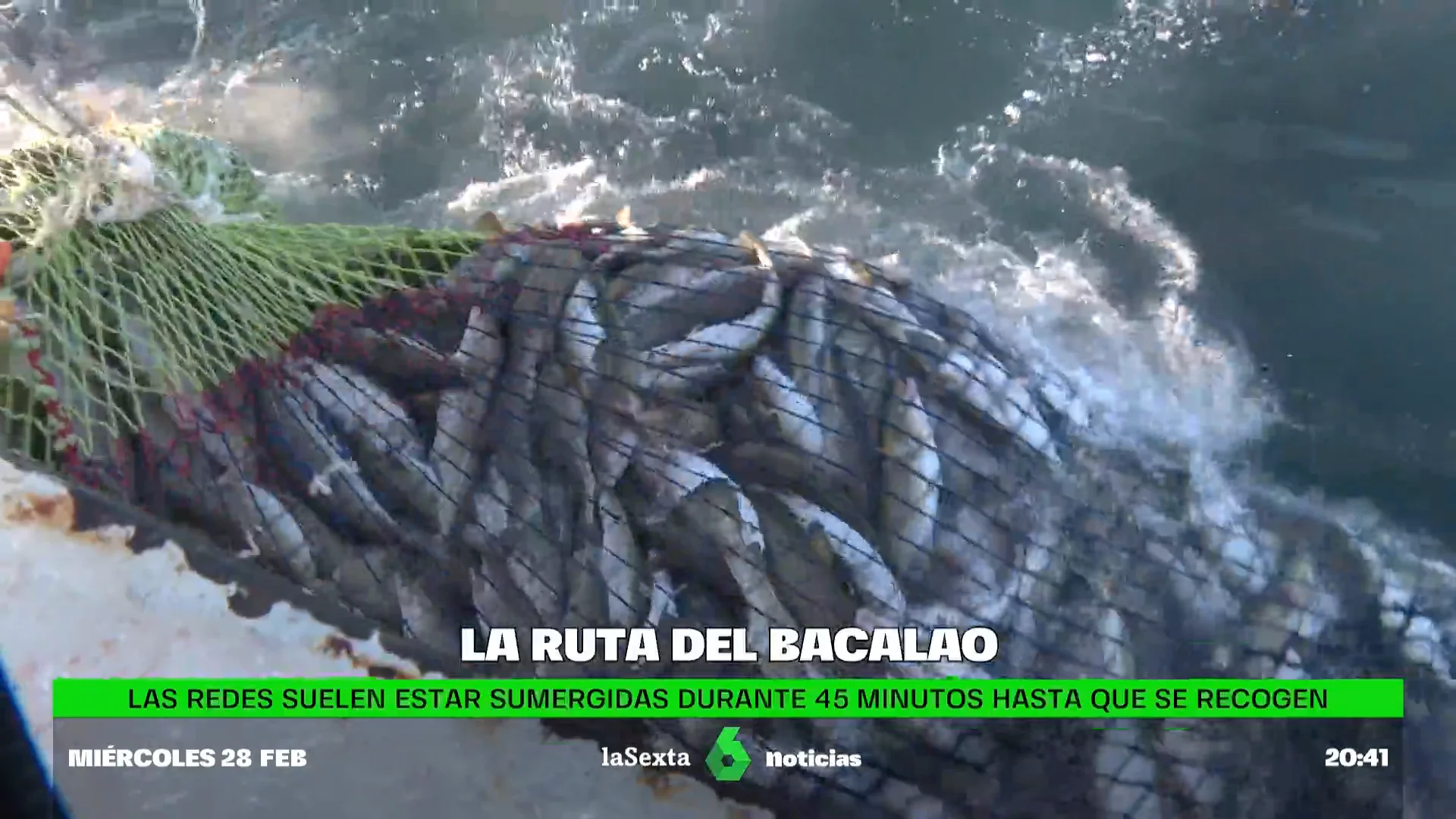 La historia del Skrei, el 'rey' de los bacalaos: la dureza de conseguir un bocado tan exquisito y efímero