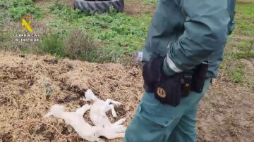 Investigan a un ganadero en Guadalajara tras encontrar multitud de animales muertos en su finca por falta de cuidados