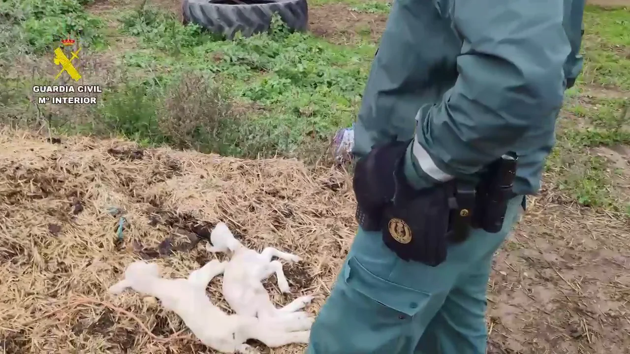 Investigan a un ganadero en Guadalajara tras encontrar multitud de animales muertos en su finca por falta de cuidados