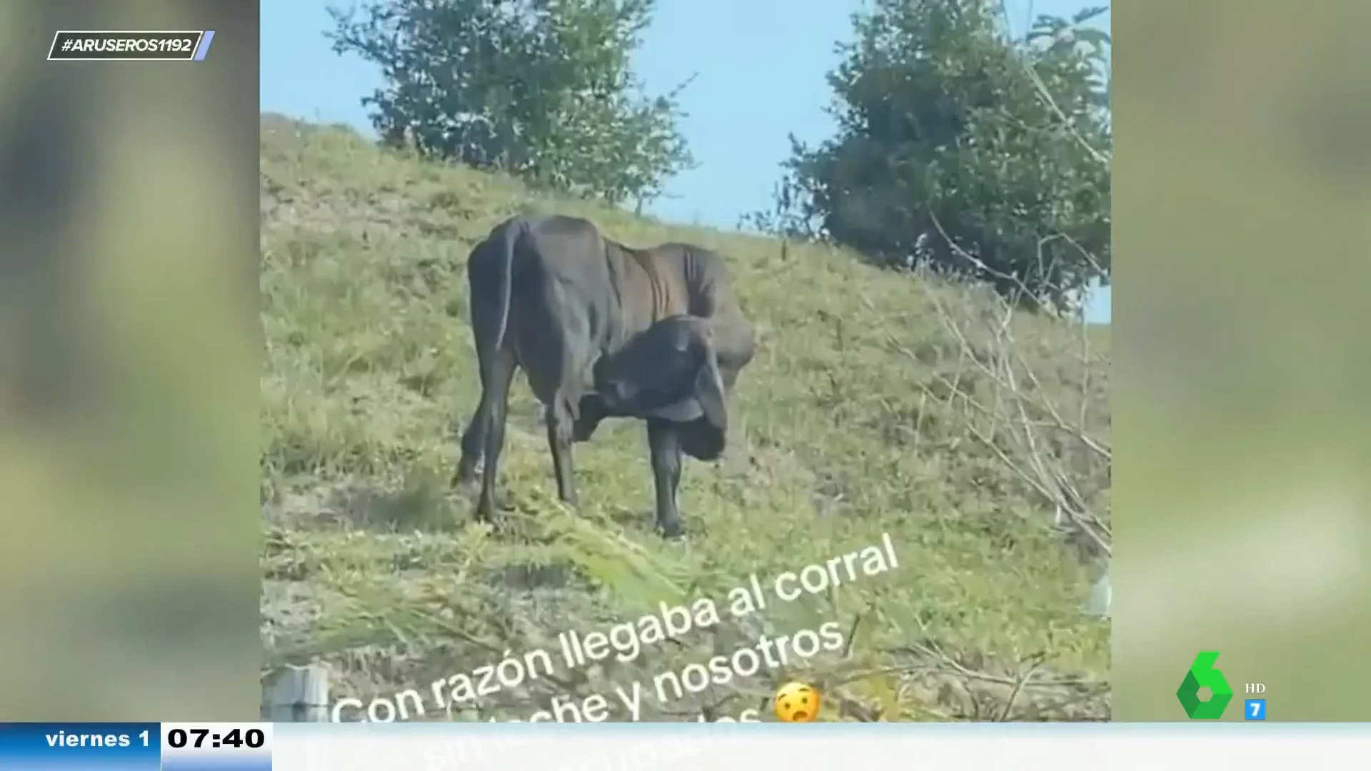 Una vaca se alimenta con su propia leche y no es tan raro como parece