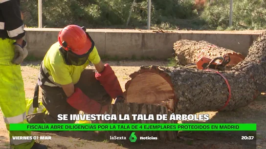 tala arboles tala arboles