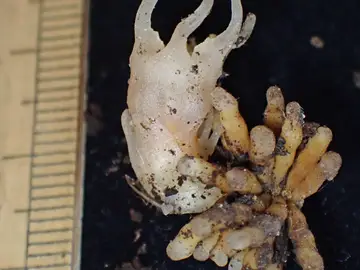 Nuevo género de planta hallado en Japón Nuevo género de planta hallado en Japón