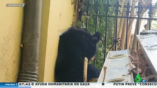 Una familia descubre que un oso había estado hibernando en su casa Una familia descubre que un oso había estado hibernando en su casa